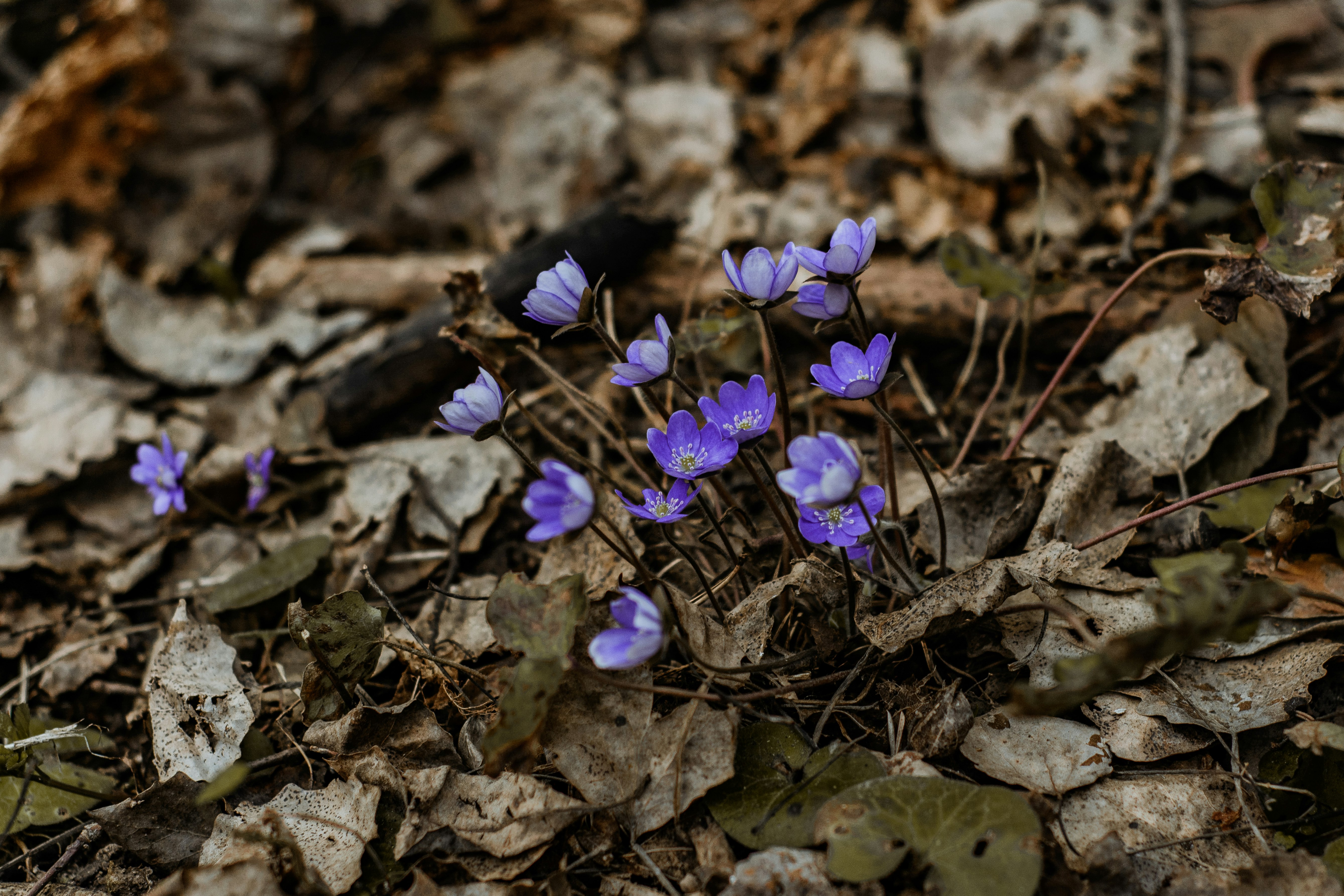 view of purple flowers at the green grass